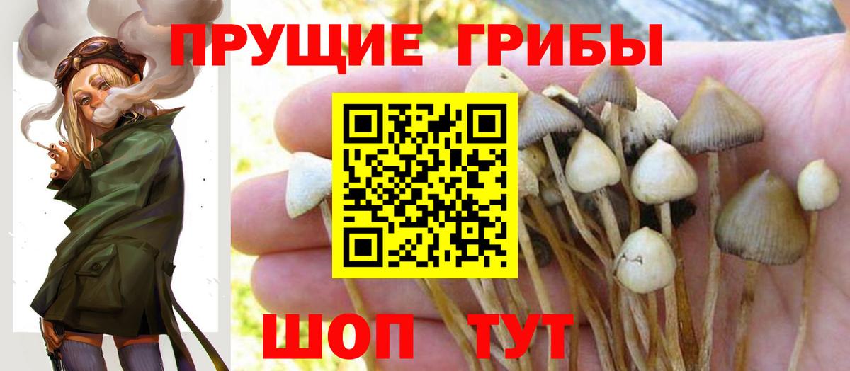 Галлюциногенные грибы Cubensis Вичуга